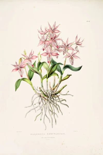 Virág Illusztrációja Régi Kép — Stock Fotó