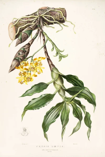 Çiçek Illustration Eski Resim — Stok fotoğraf
