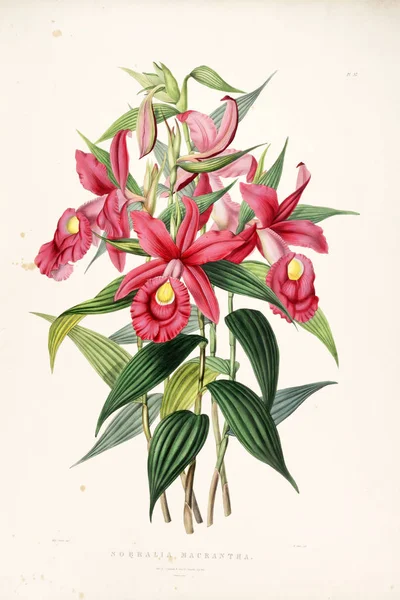 Εικονογράφηση Του Λουλουδιού Παλιά Εικόνα — Φωτογραφία Αρχείου