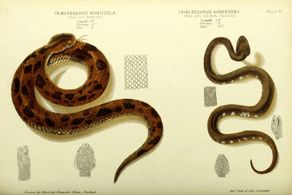 Illustration Serpent Vieille Image — Photo