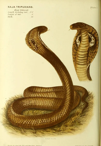 Ilustración Una Serpiente Imagen Antigua — Foto de Stock