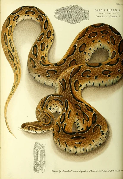 ヘビのイラストです 古いイメージ — ストック写真