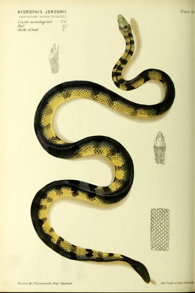 Illustration Serpent Vieille Image — Photo