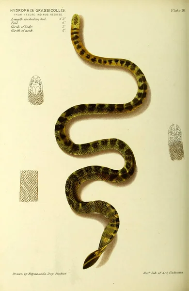 Ilustracja Węża Stary Obraz — Zdjęcie stockowe
