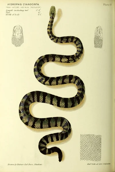 ヘビのイラストです 古いイメージ — ストック写真