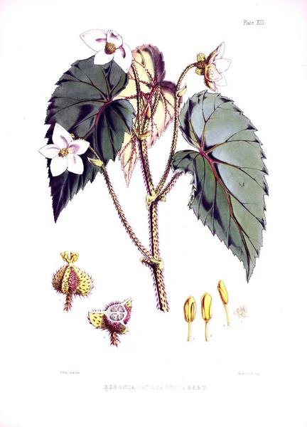 Illustration Plante Ancienne Image — Photo