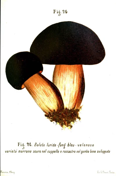 蘑菇的例证 旧图像 — 图库照片