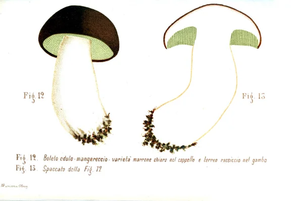 Иллюстрация Грибов Старое Изображение — стоковое фото