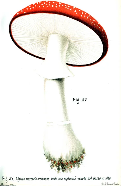 蘑菇的例证 旧图像 — 图库照片