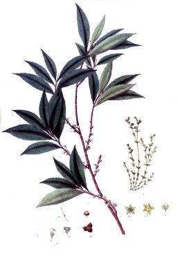 Botanik tema. Eski resim