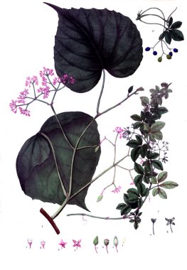 Botanik tema. Eski resim