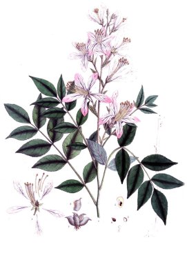 Botanik tema. Eski resim