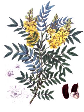 Botanik tema. Eski resim