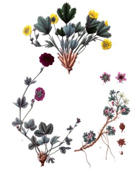 Botanik tema. Eski resim