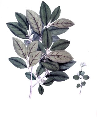 Botanik tema. Eski resim