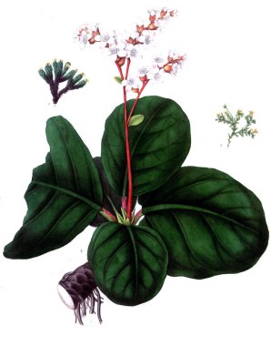 Botanik tema. Eski resim