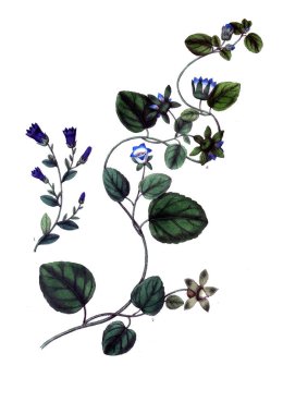 Botanik tema. Eski resim