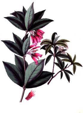 Botanik tema. Eski resim