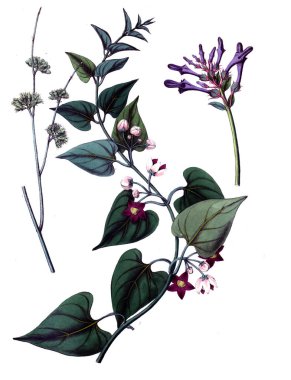 Botanik tema. Eski resim