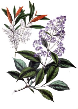 Botanik tema. Eski resim