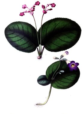 Botanik tema. Eski resim