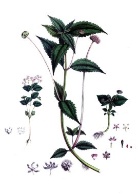 Botanik tema. Eski resim