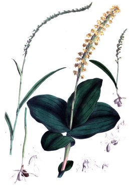 Botanik tema. Eski resim