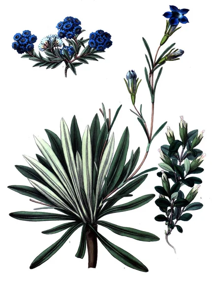 Botanical Theme Old Picture — Stock Photo, Image