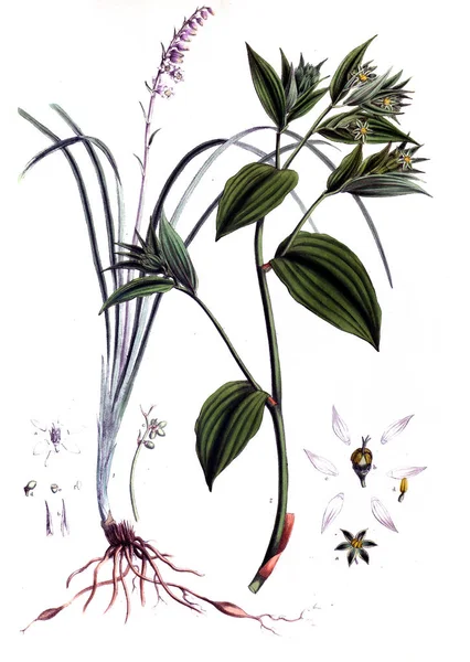 Botanical Theme Old Picture — Stock Photo, Image