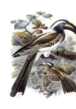 Kuşlar Illustration. Eski illüstrasyon