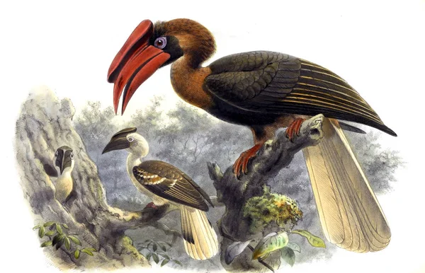 Kuşlar Illustration Eski Illüstrasyon — Stok fotoğraf