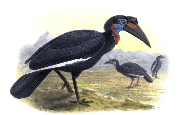 Ilustración Aves Antigua Ilustración — Foto de Stock