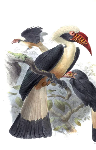 Ilustracja Ptaków Stary Ilustracja — Zdjęcie stockowe