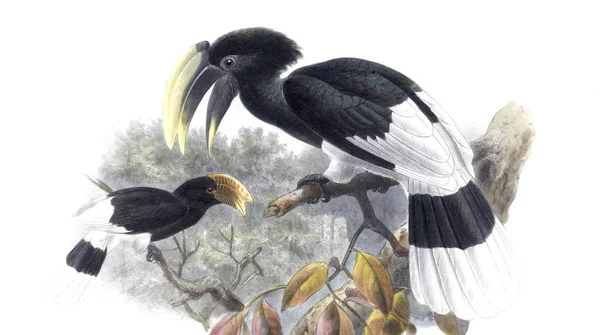 Ілюстрація Птахів Стара Ілюстрація — стокове фото