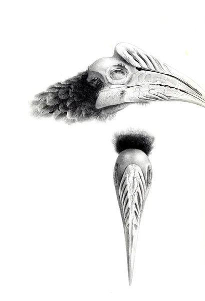 Ilustração Aves Ilustração Antiga — Fotografia de Stock