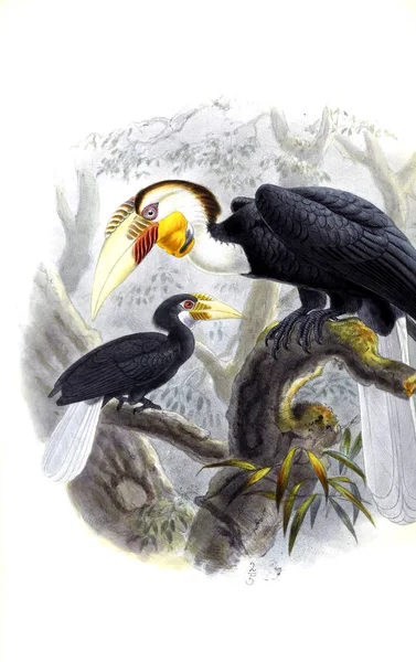 Kuşlar Illustration Eski Illüstrasyon — Stok fotoğraf