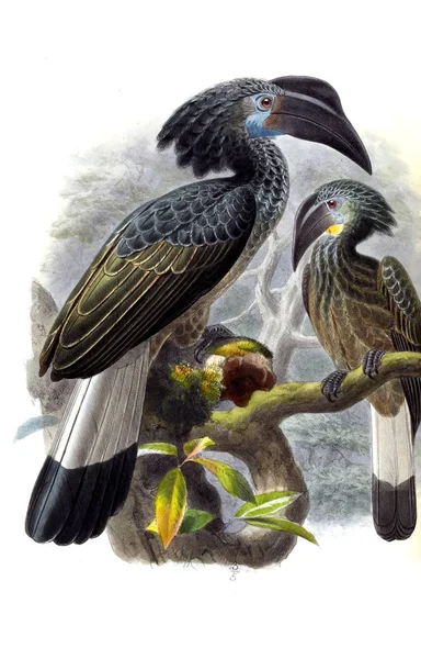 Ilustração Aves Ilustração Antiga — Fotografia de Stock