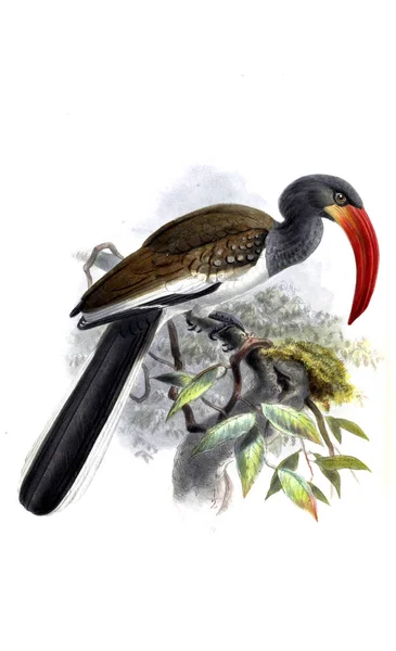 Ilustración Aves Antigua Ilustración —  Fotos de Stock