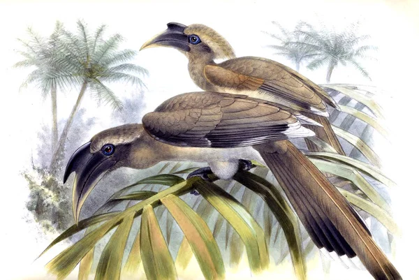 Ilustración Aves Antigua Ilustración — Foto de Stock
