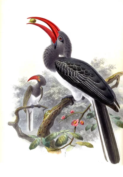 Ilustrace Ptáků Starý Obrázek — Stock fotografie
