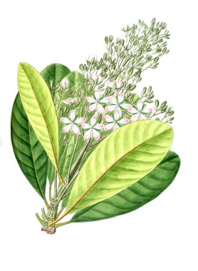 Bitki çizimi. Eski resim