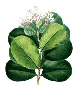 Bitki çizimi. Eski resim