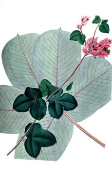 Bitki çizimi. Eski resim