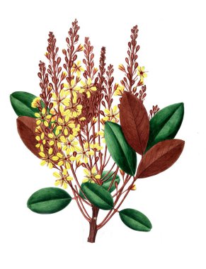 Bitki çizimi. Eski resim