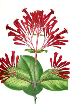 Bitki çizimi. Eski resim