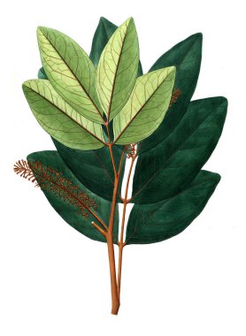 Bitki çizimi. Eski resim