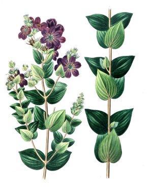 Bitki çizimi. Eski resim