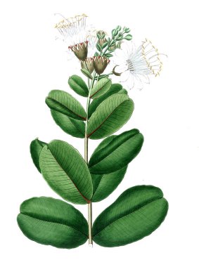 Bitki çizimi. Eski resim