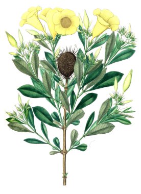 Bitki çizimi. Eski resim