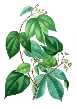 Bitki çizimi. Eski resim